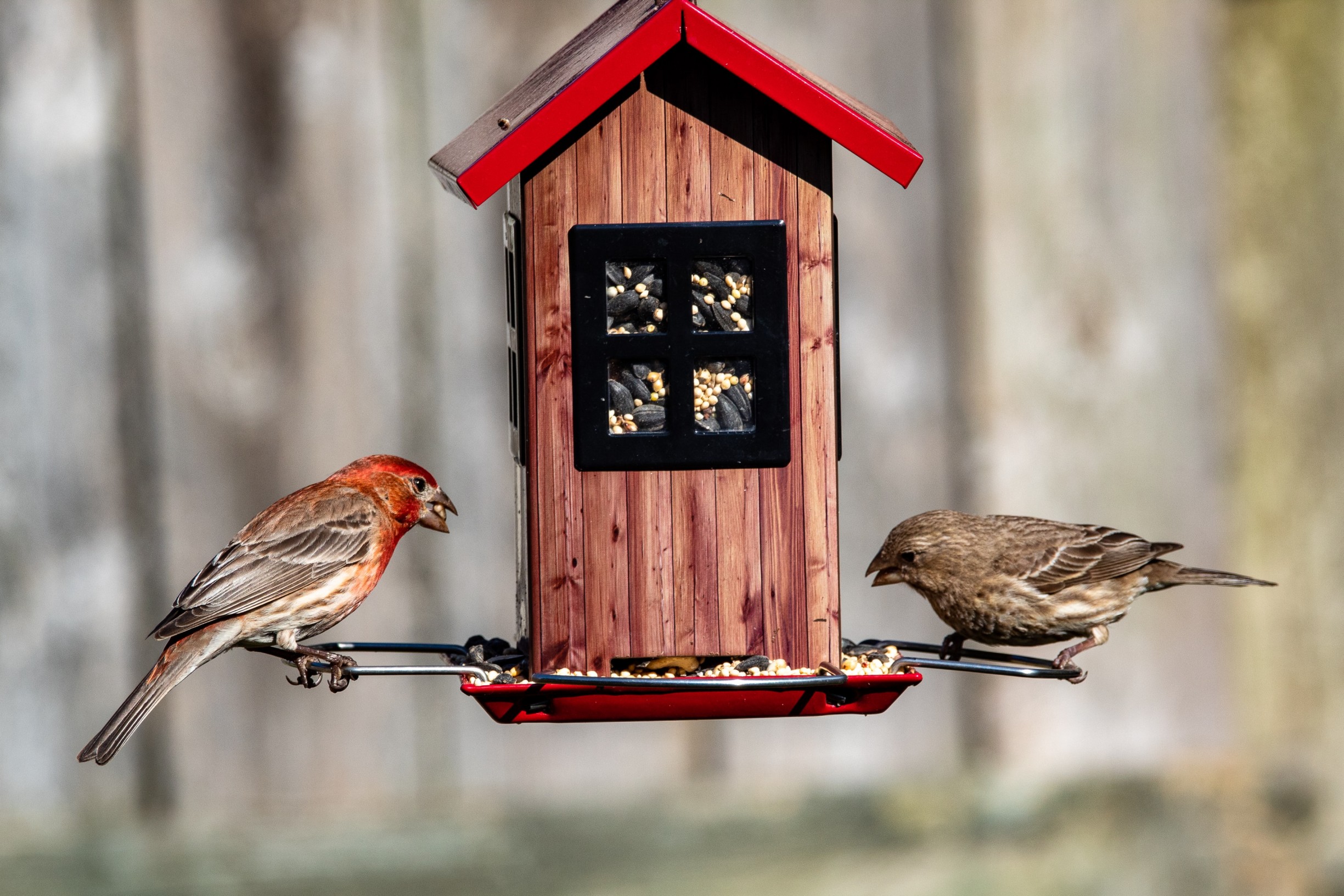 Bird Feed Alternatives Living North